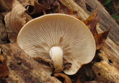 Hypsizygus marmoreus image