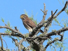 Spiziapteryx circumcincta