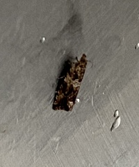 Phaecasiophora niveiguttana