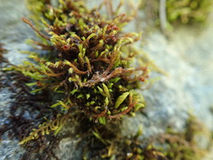 Schistidium papillosum