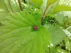Urtica dioica dioica
