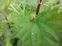 Urtica dioica dioica