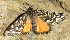 Athroolopha pennigeraria