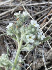 Oreocarya suffruticosa