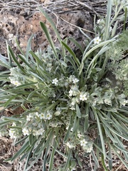 Oreocarya suffruticosa