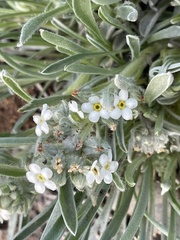 Oreocarya suffruticosa