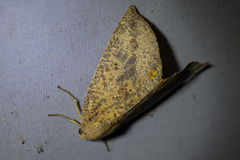 Mnesampela heliochrysa