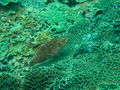 Pteragogus enneacanthus