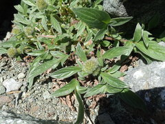 Phacelia leptosepala