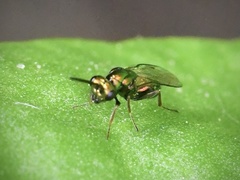 Miscogastrinae