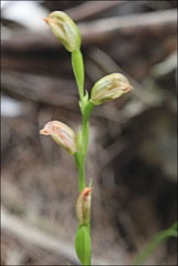 Pterostylis melagramma