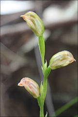 Pterostylis melagramma