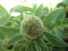 Phacelia leptosepala