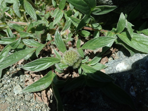 Image of Phacelia leptosepala by no rights reserved