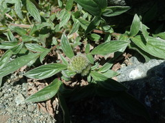 Phacelia leptosepala