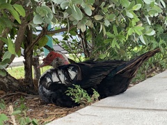 Cairina moschata domestica