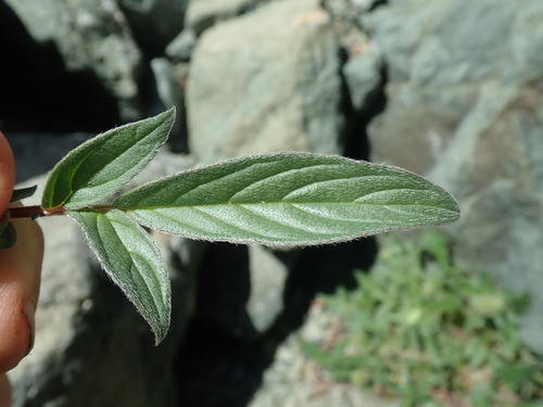 Image of Phacelia leptosepala by no rights reserved