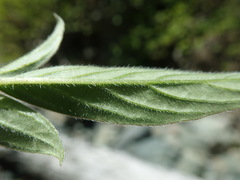 Phacelia leptosepala