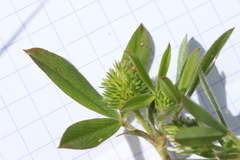 Trifolium squamosum