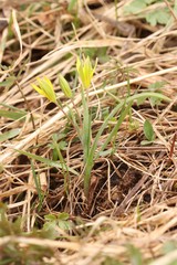 Gagea granulosa