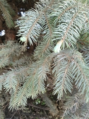 Picea pungens