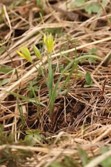 Gagea granulosa