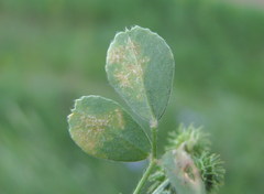Peronospora romanica