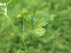 Peronospora romanica