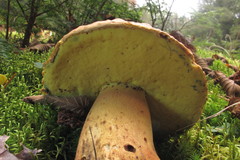 Butyriboletus brunneus