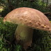 Butyriboletus brunneus - Photo (c) mycowalt, some rights reserved (CC BY-SA), uploaded by mycowalt