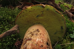 Butyriboletus brunneus