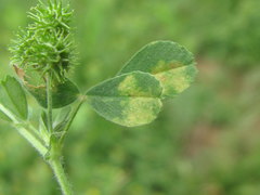 Peronospora romanica