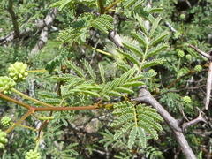 Senegalia gilliesii
