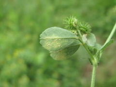 Peronospora romanica