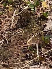 Callophrys lanoraieensis