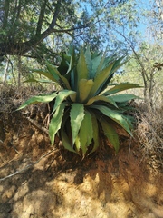 Agave maximiliana