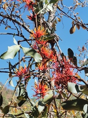 Psittacanthus ramiflorus