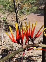 Psittacanthus ramiflorus