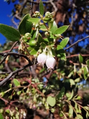 Vaccinium stenophyllum