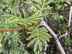 Senegalia gilliesii