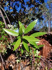 Vaccinium stenophyllum