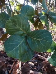 Quercus jonesii