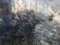 Schistidium papillosum