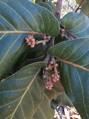 Quercus jonesii
