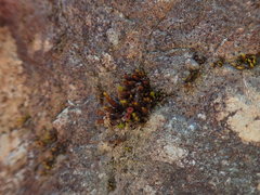 Schistidium papillosum