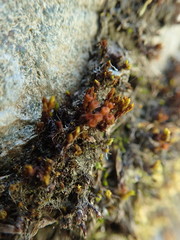 Schistidium papillosum