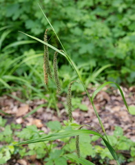 Carex pendula