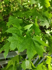 Acer platanoides