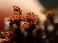 Schistidium papillosum