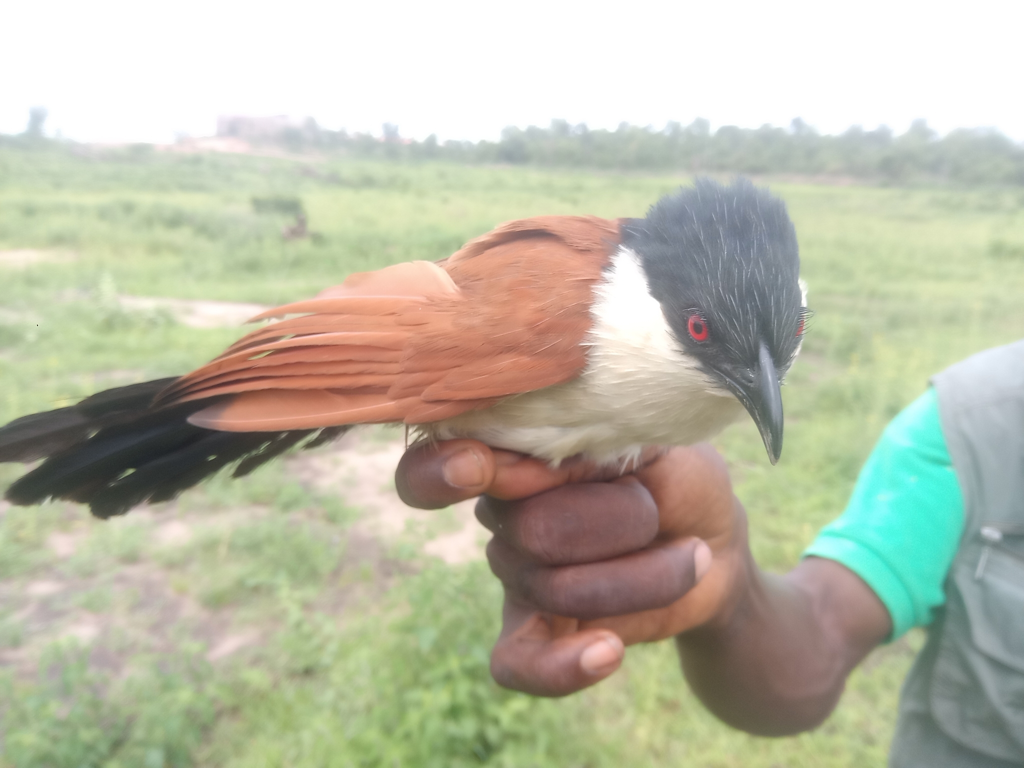 Senegal Coucal (Centropus senegalensis)